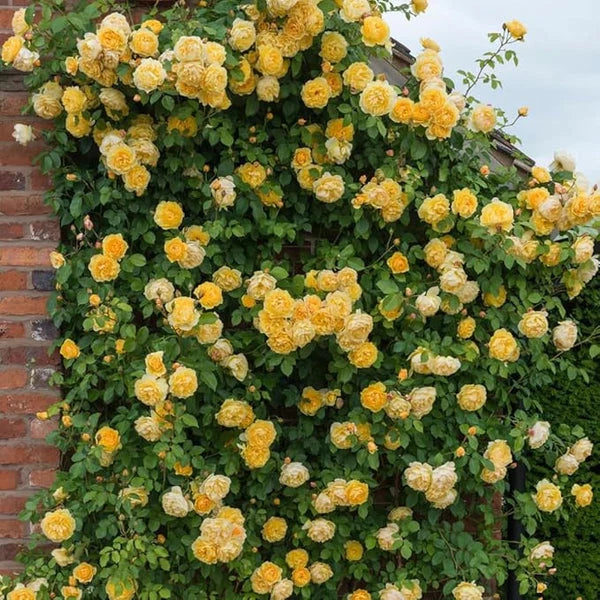 Climbing Rose Flower Seeds