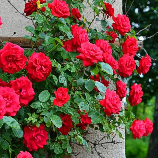 Climbing Rose Flower Seeds