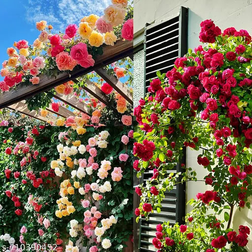 Climbing Rose Flower Seeds